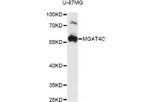 Western blot analysis of extracts of U-87MG cells, using MGAT4C antibody (ABIN6294003) at 1:3000 dilution. (MGAT4C 抗体)