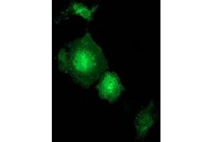 Anti-GBP5 mouse monoclonal antibody (ABIN2454092) immunofluorescent staining of COS7 cells transiently transfected by pCMV6-ENTRY GBP5 (RC206627). (GBP5 抗体)