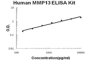 Human MMP13 PicoKine ELISA Kit standard curve
