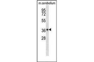 Western blot analysis of PAQR8 Antibody (C-term) in mouse cerebellum tissue lysates (35ug/lane).