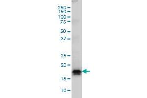 Western Blotting (WB) image for anti-Angiotensin II Receptor-Associated Protein (AGTRAP) (AA 108-159) antibody (ABIN566082)