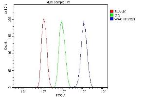 Flow Cytometry analysis of HepG2 cells using anti-WAC antibody (ABIN7601789). (WAC 抗体  (AA 459-647))