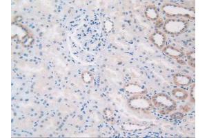 IHC-P analysis of Human Kidney Tissue, with DAB staining. (TLR3 抗体  (AA 404-532))
