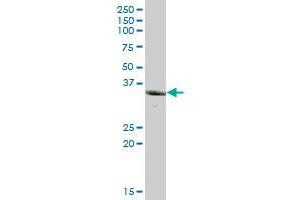 UCHL5 MaxPab polyclonal antibody. (UCHL5 抗体  (AA 1-326))