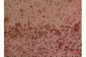 Immunohistochemistry (IHC) analysis of paraffin-embedded Mouse Brain, antibody was diluted at 1:100. (GMFB 抗体  (Internal Region))