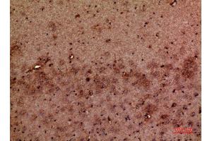 Immunohistochemistry (IHC) analysis of paraffin-embedded Mouse Brain, antibody was diluted at 1:100. (GMFB 抗体  (Internal Region))