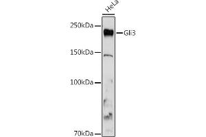 Western blot analysis of extracts of HeLa cells, using Gli3 antibody (ABIN7267385) at 1:1000 dilution. (GLI3 抗体)