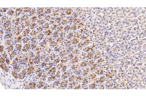 Detection of KNT1 in Rat Stomach Tissue using Monoclonal Antibody to T-Kininogen 1 (KNT1) (T-Kininogen 1 (KNT1) (AA 378-430) 抗体)