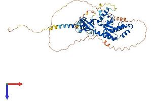 Protein Structure (PS) image for Calcium Channel, Voltage-Dependent, beta 3 Subunit (CACNB3) (AA 1-484) protein (His tag) (ABIN7556165)