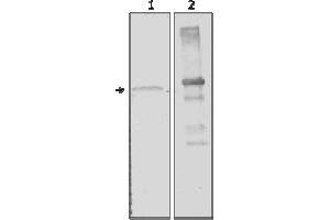 Western Blotting (WB) image for anti-Amylase, alpha 2A (Pancreatic) (AMY2A) (AA 1-492), (N-Term) antibody (ABIN487412) (AMY2A 抗体  (N-Term))
