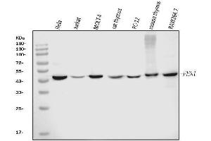 Western blot analysis of FEN1 using anti-FEN1 antibody (ABIN7601618).