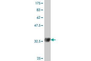 Western Blot detection against Immunogen (32. (SOX12 抗体  (AA 252-313))