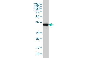 GAPDH monoclonal antibody (M01), clone 3C2 Western Blot analysis of GAPDH expression in A-431 . (GAPDH 抗体  (AA 226-335))