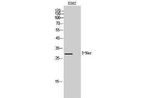 Western Blotting (WB) image for anti-Membrane-Associated Ring Finger (C3HC4) 2, E3 Ubiquitin Protein Ligase (MARCH2) (Internal Region) antibody (ABIN6285084)