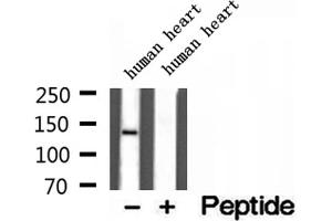 Western blot analysis of extracts of human heart tissue, using Collagen Type VI antibody. (COL6A1 抗体  (Internal Region))