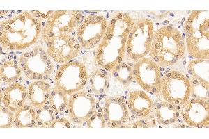 Detection of LMNB1 in Human Kidney Tissue using Anti-Lamin B1 (LMNB1) Monoclonal Antibody (Lamin B1 抗体  (AA 52-233))