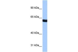 Western Blotting (WB) image for anti-Zinc Finger Protein 350 (ZNF350) antibody (ABIN2461599) (ZNF350 抗体)