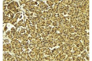 ABIN6274587 at 1/100 staining Mouse pancreas tissue by IHC-P. (Apoptosis Inhibitor 5 抗体  (C-Term))