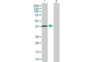 Western Blot analysis of PAX4 expression in transfected 293T cell line by PAX4 MaxPab polyclonal antibody. (PAX4 抗体  (AA 1-343))