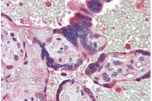 Human Placenta (formalin-fixed, paraffin-embedded) stained with  antibody ABIN462272 followed by biotinylated secondary antibody, alkaline phosphatase-streptavidin and chromogen.