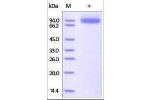 SDS-PAGE (SDS) image for Neuropilin 1 (NRP1) (AA 22-644) (Active) protein (His tag) (ABIN2181552)