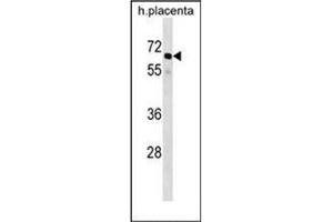 Western blot analysis of GRHL3 / SOM Antibody (N-term) in human placenta tissue lysates (35ug/lane). (GRHL3 抗体  (N-Term))