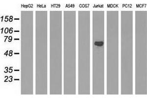 Western blot analysis of extracts (35 µg) from 9 different cell lines by using anti-ARHGAP25 monoclonal antibody. (ARHGAP25 抗体)