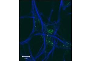 GABARAP Antibody was tested in Mouse MEFs and Mouse motor neurons.