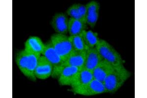 Immunofluorescence (IF) image for anti-Induced Myeloid Leukemia Cell Differentiation Protein Mcl-1 (MCL1) antibody (ABIN4904325)