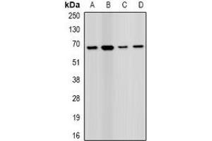 Western blot analysis of PRODH expression in MCF7 (A), HEK293T (B), mouse liver (C), mouse kidney (D) whole cell lysates. (PRODH 抗体)