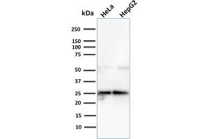 Western Blot Analysis of Human HeLa and HePG2 cell lysate using Lactoylglutathione Lyase Mouse Monoclonal Antibody (CPTC-GLO1-3). (GLO1 抗体)
