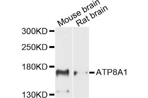 Western blot analysis of extracts of various cell lines, using ATP8A1 antibody (ABIN5971746) at 1/1000 dilution. (ATP8A1 抗体)