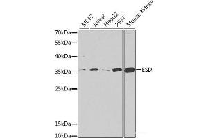 Western blot analysis of extracts of various cell lines using ESD Polyclonal Antibody at dilution of 1:1000. (Esterase D 抗体)