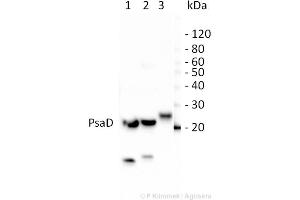 10ug of total leaf protein extracted with PEB  from (1) Zea mays, (2)Chlamydomonas reinhardtii, and (3) Spinacia oleracea were separated on 4-12%NuPage (Invitrogen) LDS-PAGE and blotted 80 min (30V) to nitrocellulose. (psi-D Subunit of Photosystem I 抗体)