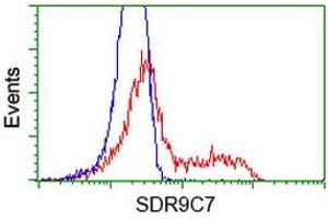 HEK293T cells transfected with either RC210941 overexpress plasmid (Red) or empty vector control plasmid (Blue) were immunostained by anti-SDR9C7 antibody (ABIN2453632), and then analyzed by flow cytometry. (SDR9C7 抗体)