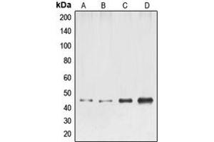 Western blot analysis of ELK1 expression in HeLa (A), NIH3T3 (B), mouse liver (C), rat liver (D) whole cell lysates. (ELK1 抗体  (N-Term))
