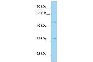WB Suggested Anti-HTRA1 Antibody Titration: 1. (HTRA1 抗体  (N-Term))