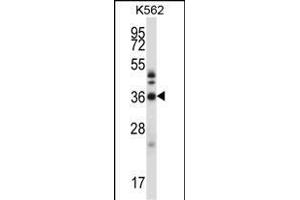 CRKL Antibody (N-term) (ABIN657468 and ABIN2846496) western blot analysis in K562 cell line lysates (35 μg/lane). (CrkL 抗体  (N-Term))