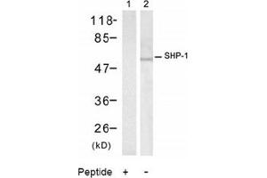 Image no. 2 for anti-Protein-tyrosine Phosphatase 1C (PTPN6) (Tyr536) antibody (ABIN197592) (SHP1 抗体  (Tyr536))