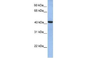 Western Blotting (WB) image for anti-GDP-Mannose Pyrophosphorylase A (GMPPA) antibody (ABIN2459270) (GMPPA 抗体)