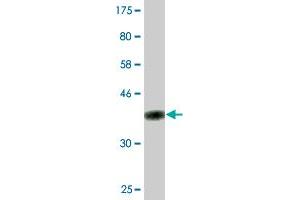 Western Blotting (WB) image for anti-Tumor Necrosis Factor (Ligand) Superfamily, Member 11 (TNFSF11) (AA 222-316) antibody (ABIN522063)