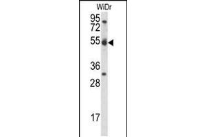Western blot analysis in WiDr cell line lysates (35ug/lane). (Cyclin I 抗体  (C-Term))