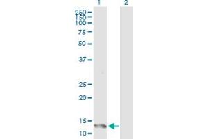 Western Blot analysis of IFITM1 expression in transfected 293T cell line by IFITM1 MaxPab polyclonal antibody. (IFITM1 抗体  (AA 1-125))