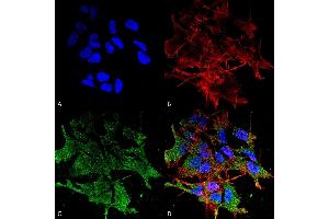 Immunocytochemistry/Immunofluorescence analysis using Mouse Anti-SHANK (pan) Monoclonal Antibody, Clone S23b-49 (ABIN2484051). (SHANK2 抗体  (AA 84-309) (HRP))