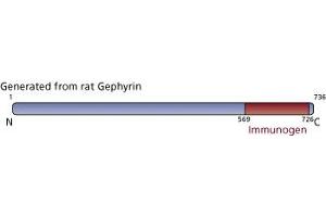 Image no. 3 for anti-Gephyrin (GPHN) (AA 569-726) antibody (ABIN968051) (Gephyrin 抗体  (AA 569-726))