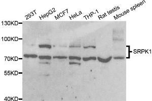 Western blot analysis of extracts of various cell lines, using SRPK1 antibody (ABIN5973465) at 1/1000 dilution. (SRPK1 抗体)