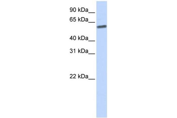 SENP3 抗体  (N-Term)