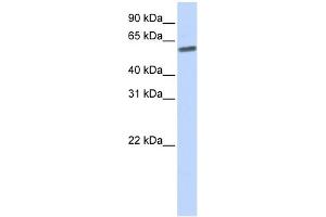 WB Suggested Anti-SENP3 Antibody Titration: 0. (SENP3 抗体  (N-Term))