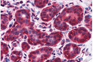 Human Breast (formalin-fixed, paraffin-embedded) stained with NIF3L1 antibody ABIN351470 at 2. (NIF3L1 抗体  (AA 365-377))
