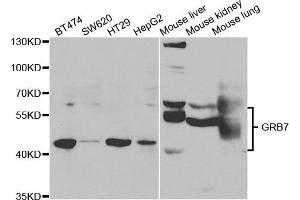 Western Blotting (WB) image for anti-Growth Factor Receptor-Bound Protein 7 (GRB7) antibody (ABIN1876891)